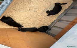 Mixed Breed rabbits for sale: 6 mixed breed black rabbits  - Image 1