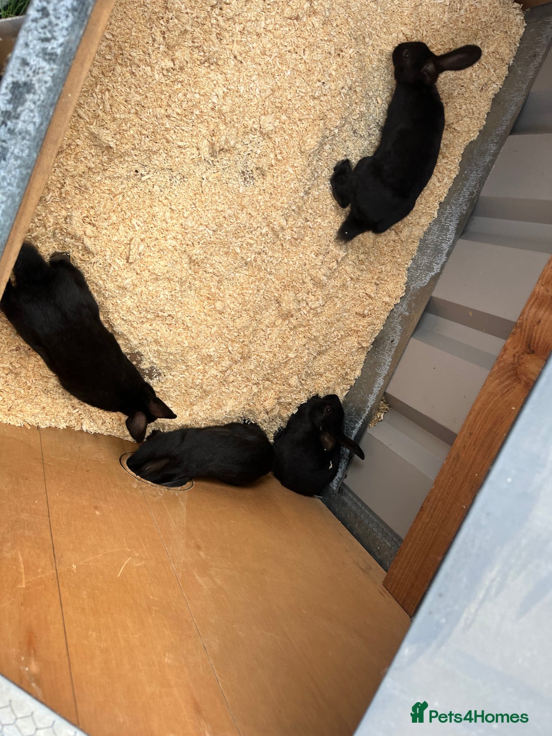 Mixed Breed rabbits for sale: 6 mixed breed black rabbits  - Image 1