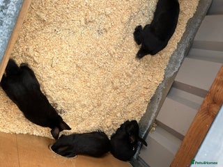 Mixed Breed rabbits - Advert 7