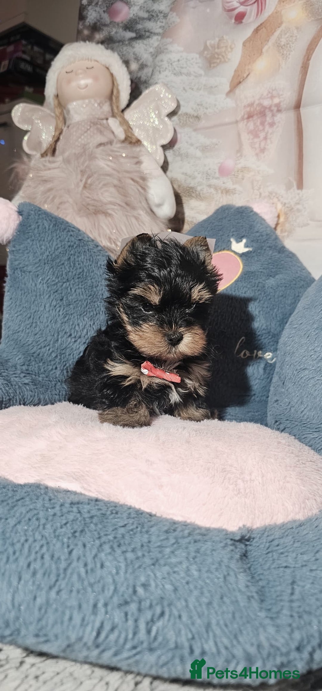 Yorkshire Terrier dogs for sale: Tiny Yorkshire Terrier with one boy merle - Advert 14