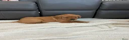 Labrador Retriever dogs for sale: For Red Labrador pups. KC REG/COUNCIL LICENSED  - Advert 10