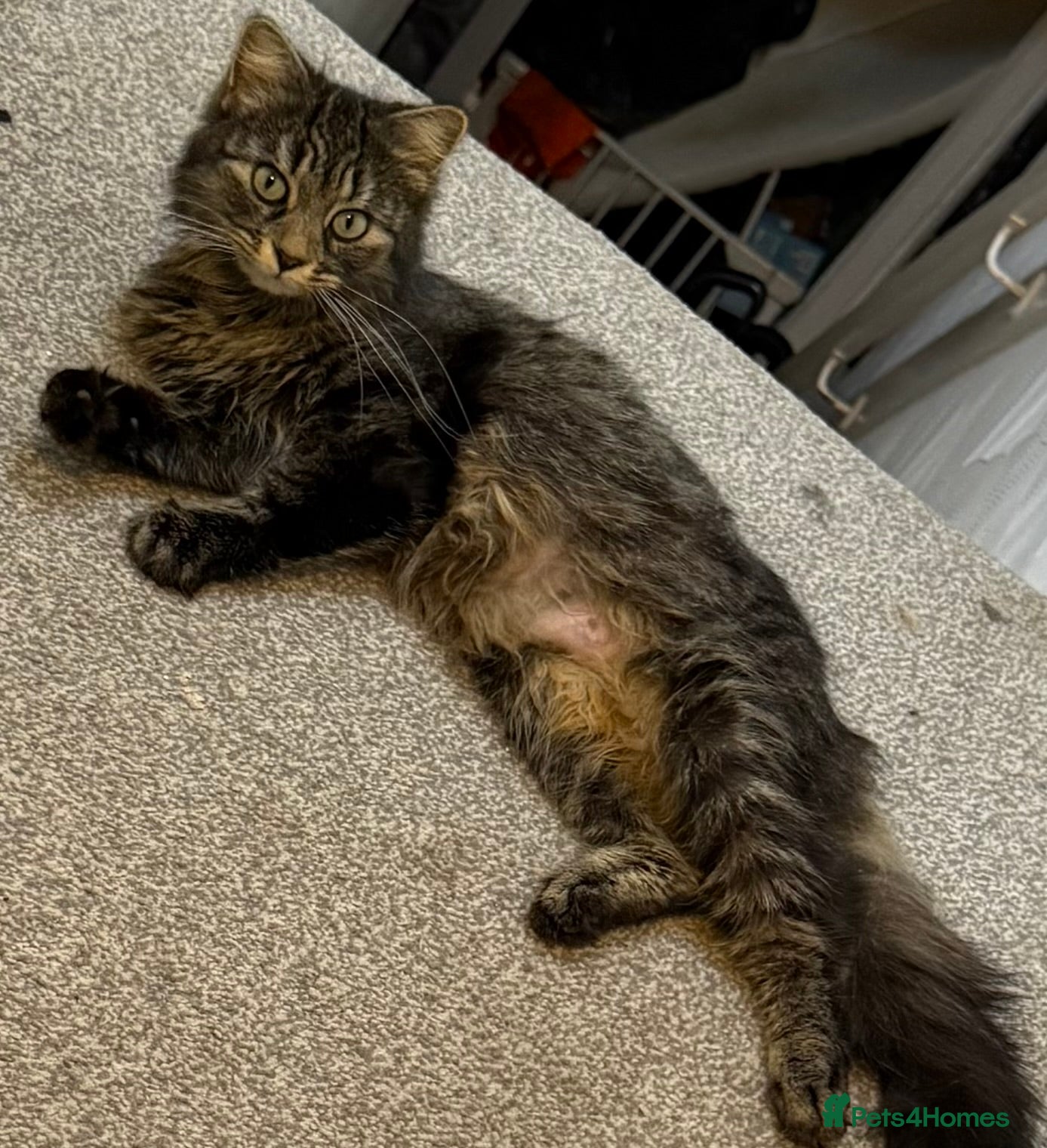 Mixed Breed cats Beautiful kitten ready for new home - Advert 1