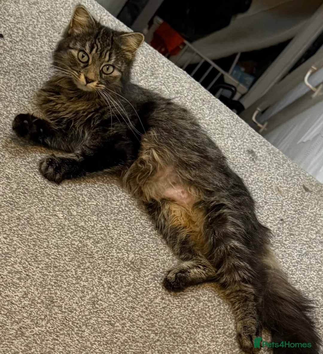 Mixed Breed cats for sale: Beautiful kitten ready for new home - Advert 1