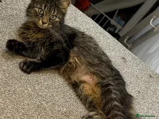 Mixed Breed cats Beautiful kitten ready for new home - Advert 6