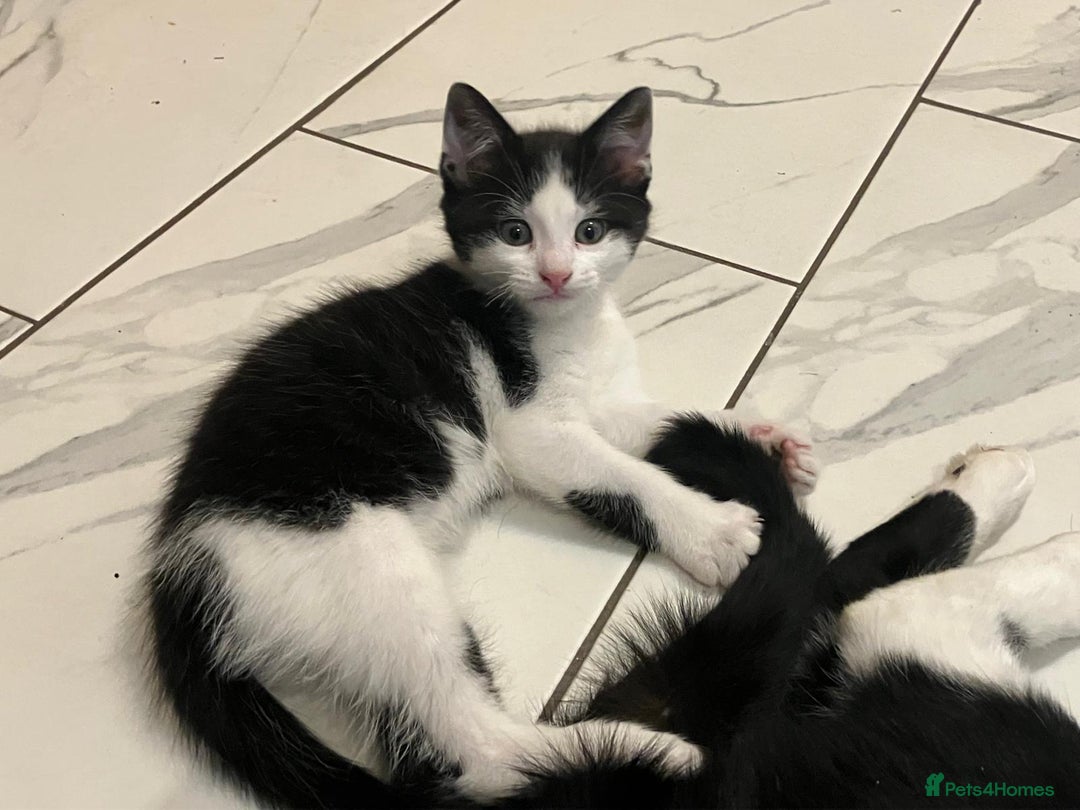 Mixed Breed cats for sale: Adorable Kitten  - Advert 3