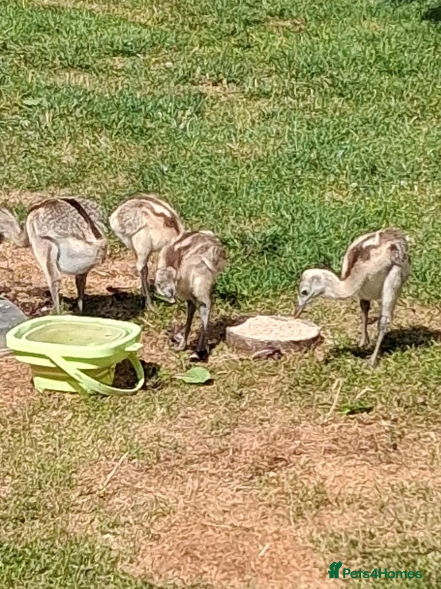 Emus poultry Rhea chicks for sale - Advert 3