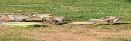 Emus poultry for sale: Rhea chicks for sale in Stafford - Advert 1