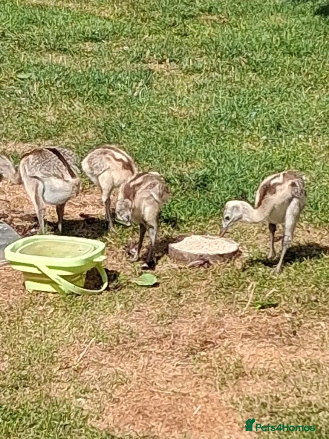 Emus poultry for sale: Rhea chicks for sale in Stafford - Advert 1