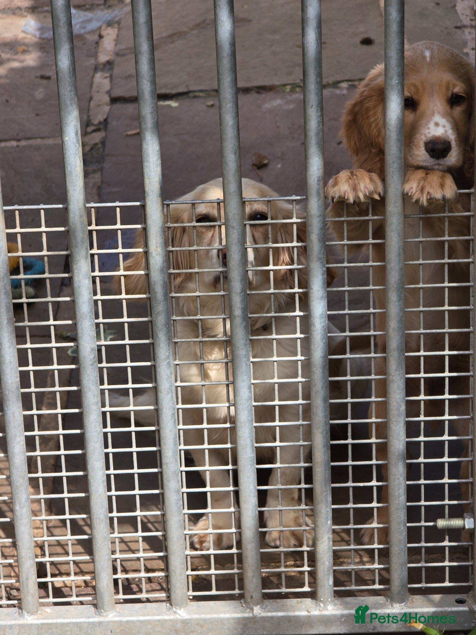 Cocker Spaniel dogs for sale: An intelligent,healthy male working type - Advert 2