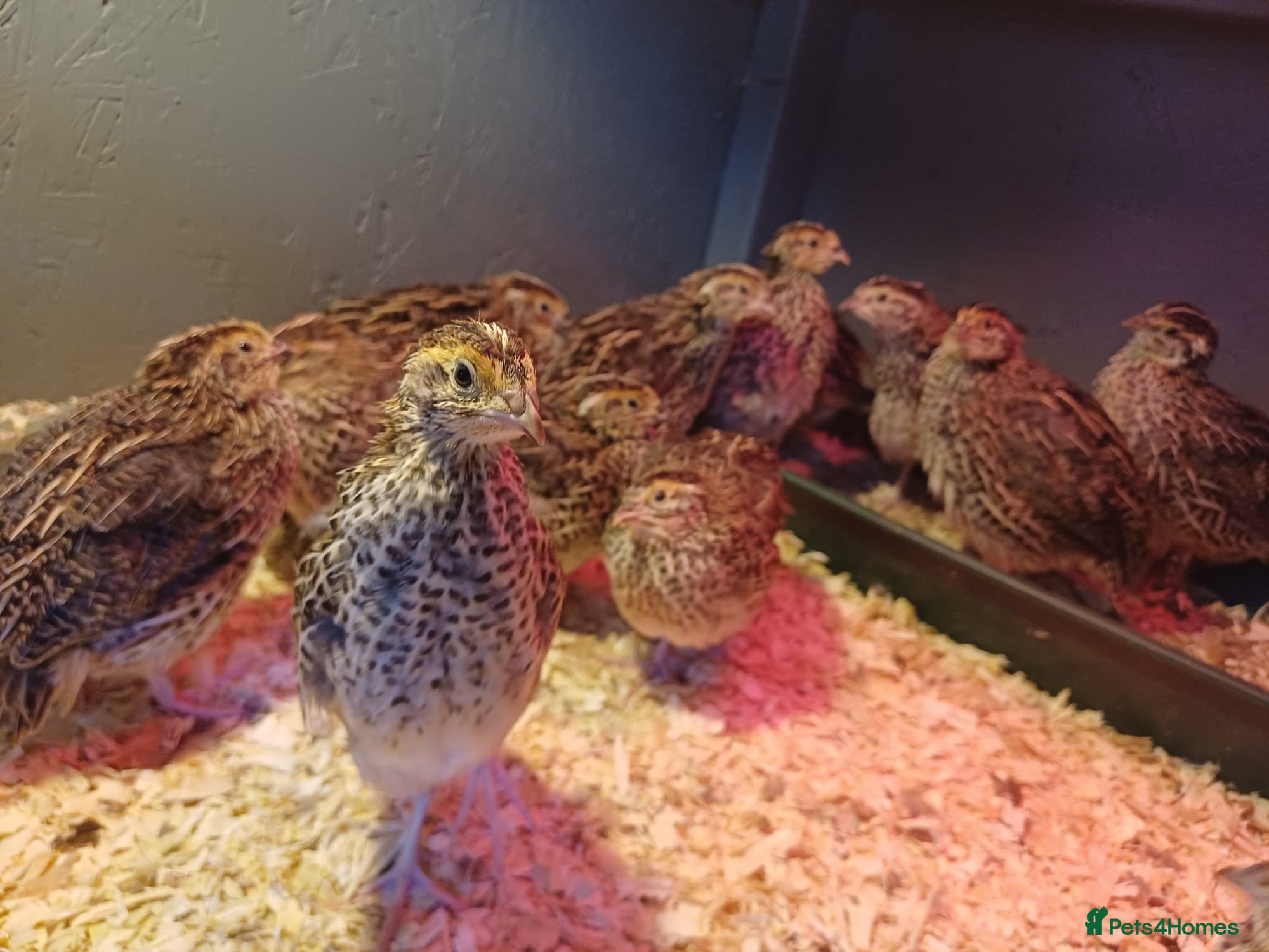 Quail poultry Coturnix quail for sale  - Advert 1