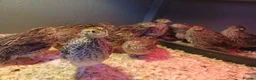 Quail poultry for sale: Coturnix quail for sale  in Truro - Advert 1