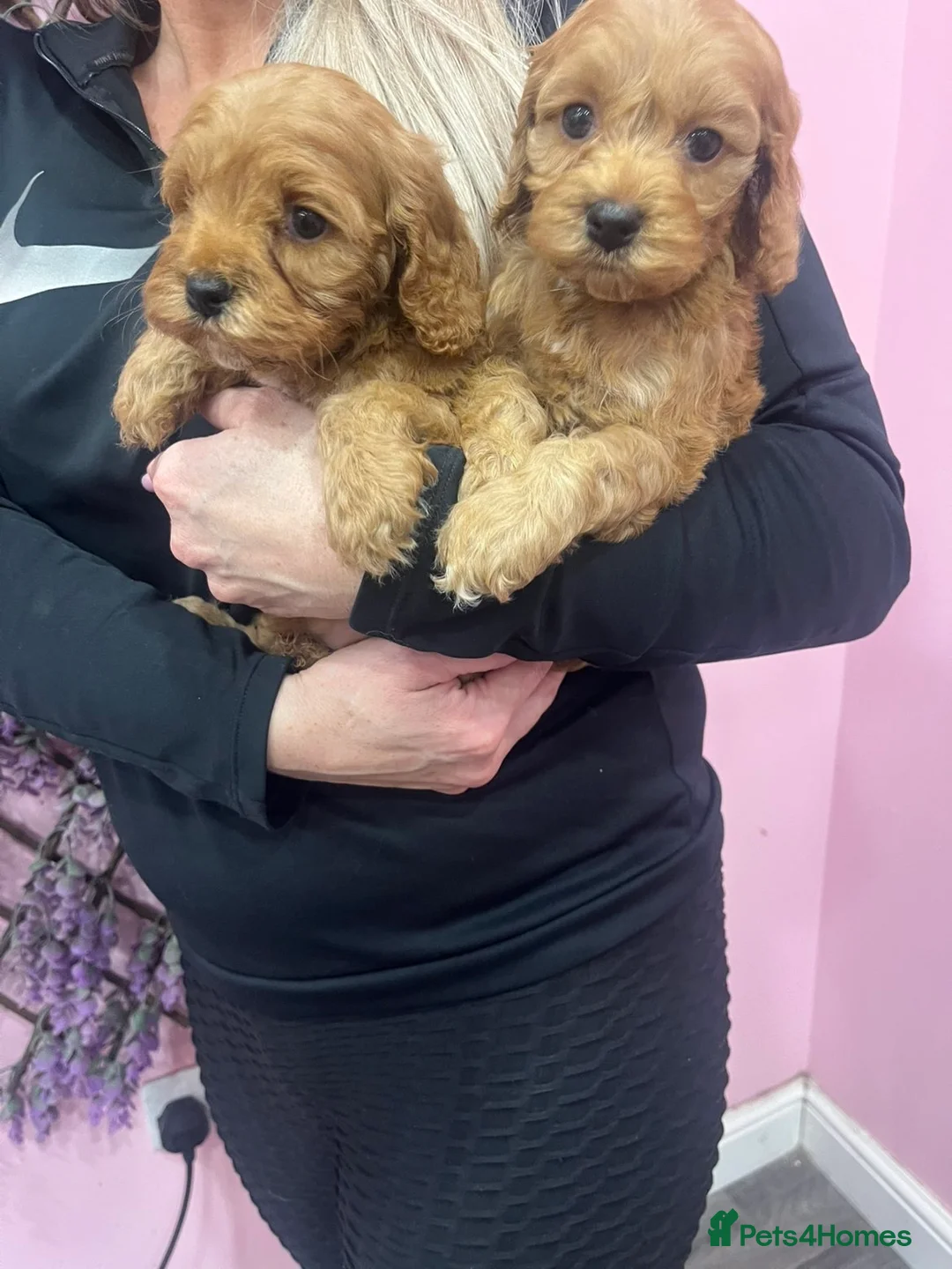 Cavapoo dogs for sale: Cavapoos f1 boys and girls  - Advert 4