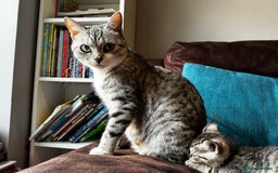 British Shorthair cats for sale: Gorgeous British Shorthair Kittens   - Image 6