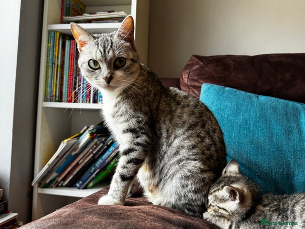 British Shorthair cats Gorgeous British Shorthair Kittens - Advert 10