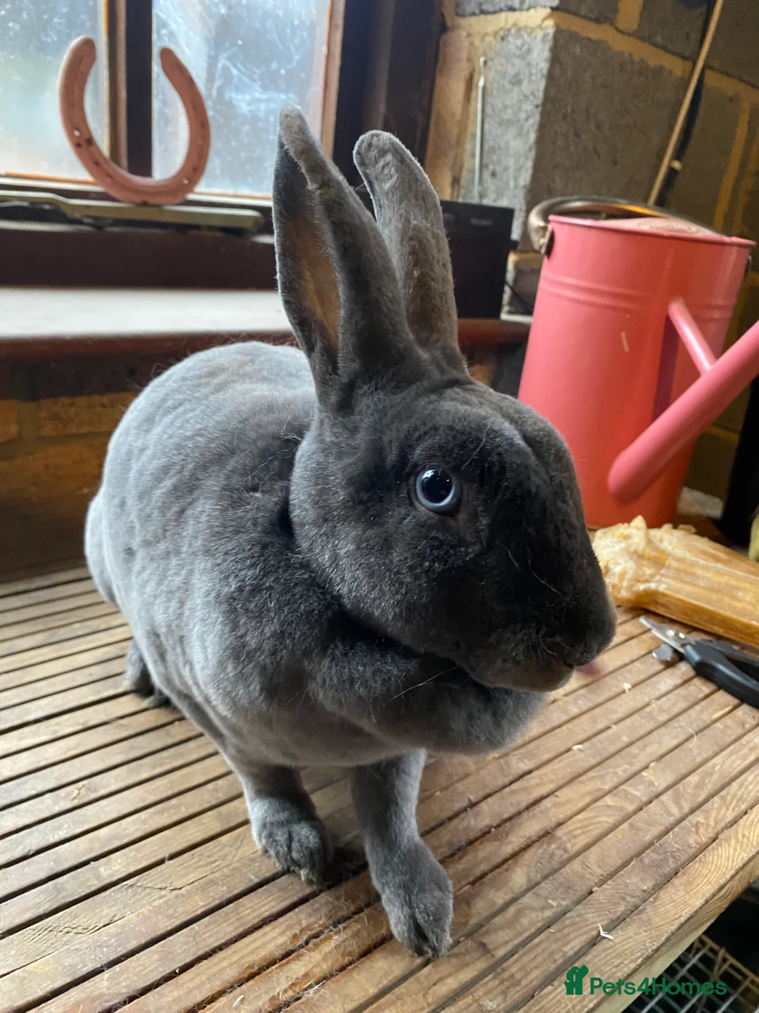 Rex rabbits for sale: Vienna Marked Blue Mini Rex Doe - Advert 3