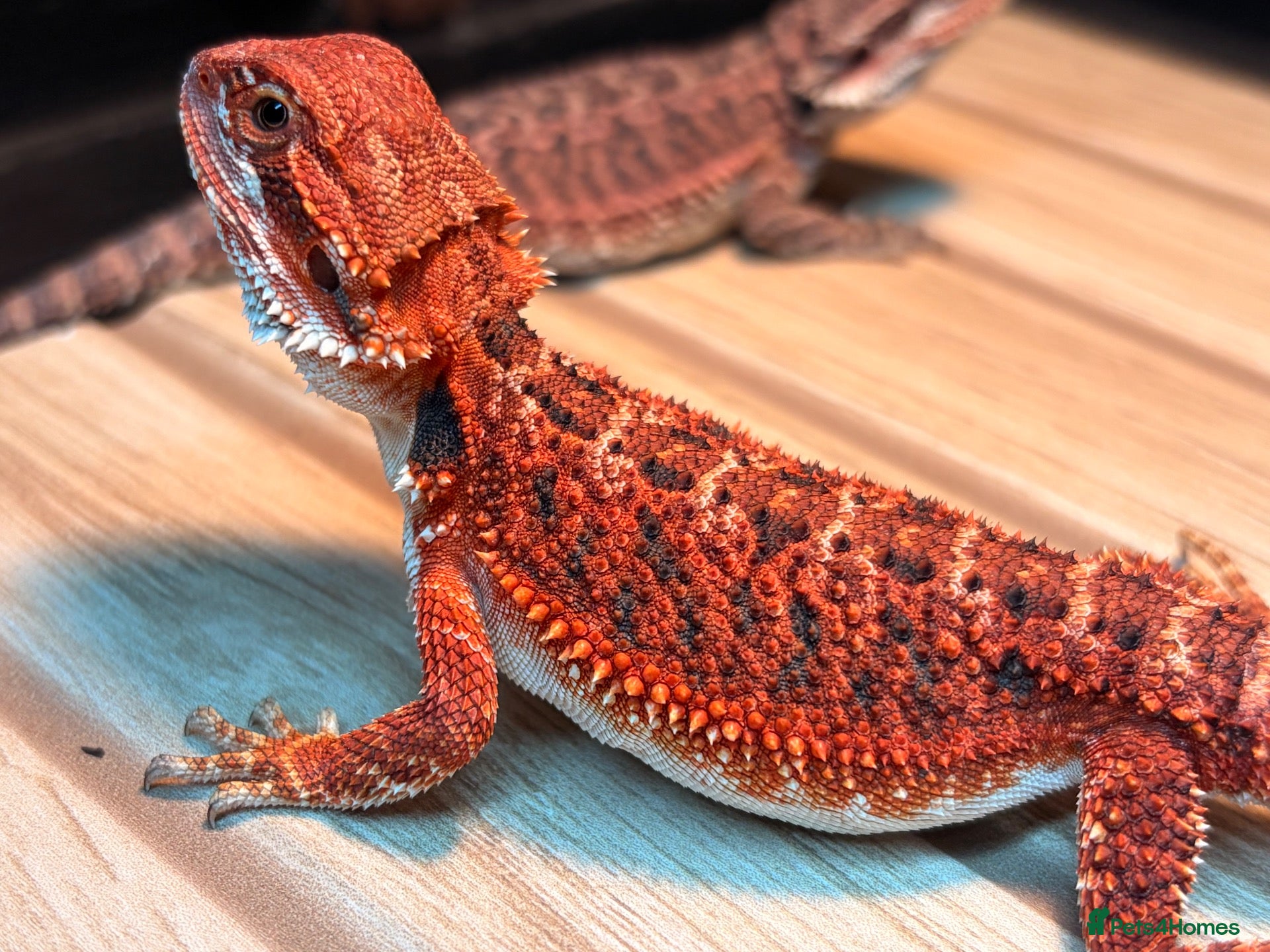 Dragon reptiles Bearded dragon  - Advert 5