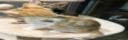 Mixed Breed cats for sale: Kittens part Bengal - Advert 10
