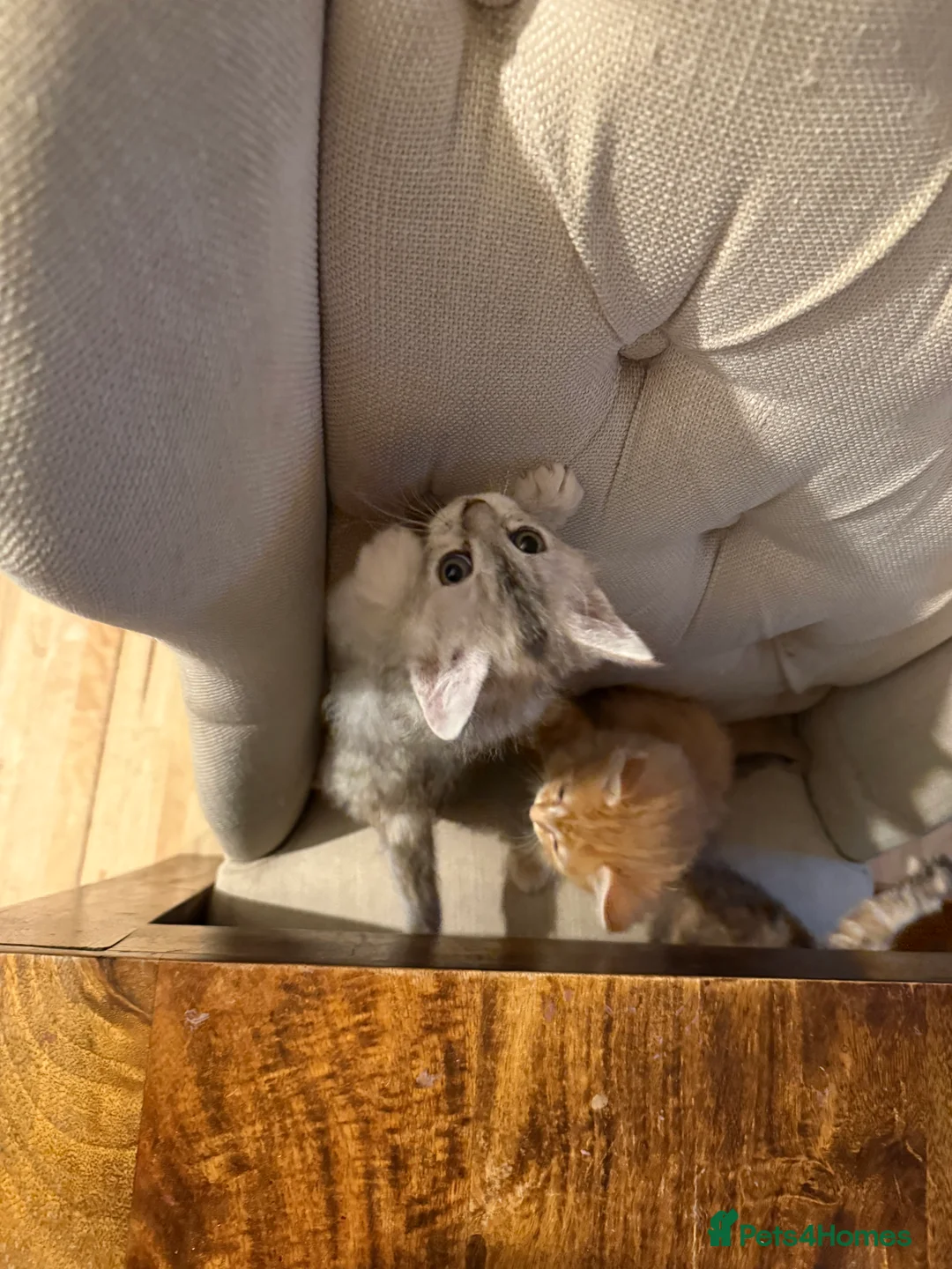 Maine Coon cats for sale: 1/2 Maine coon kittens ❤️ - Advert 2