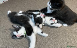 Mixed Breed cats for sale: Three energetic kittens: Noodle, Peanut and Daisy - Advert 5
