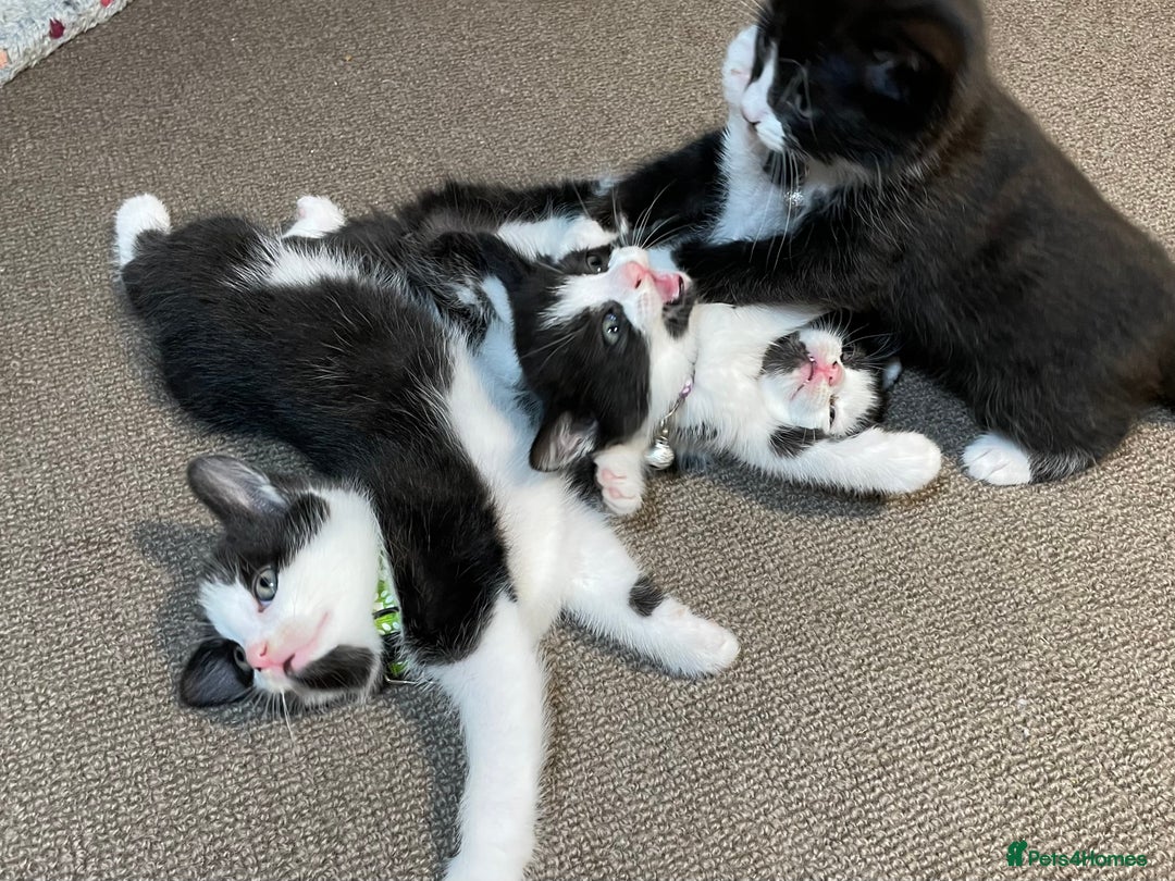 Mixed Breed cats for sale: Three energetic kittens: Noodle, Peanut and Daisy - Advert 5