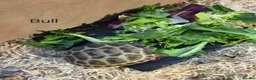 Tortoise reptiles for sale: Horsefield Baby Tortoises - Advert 6