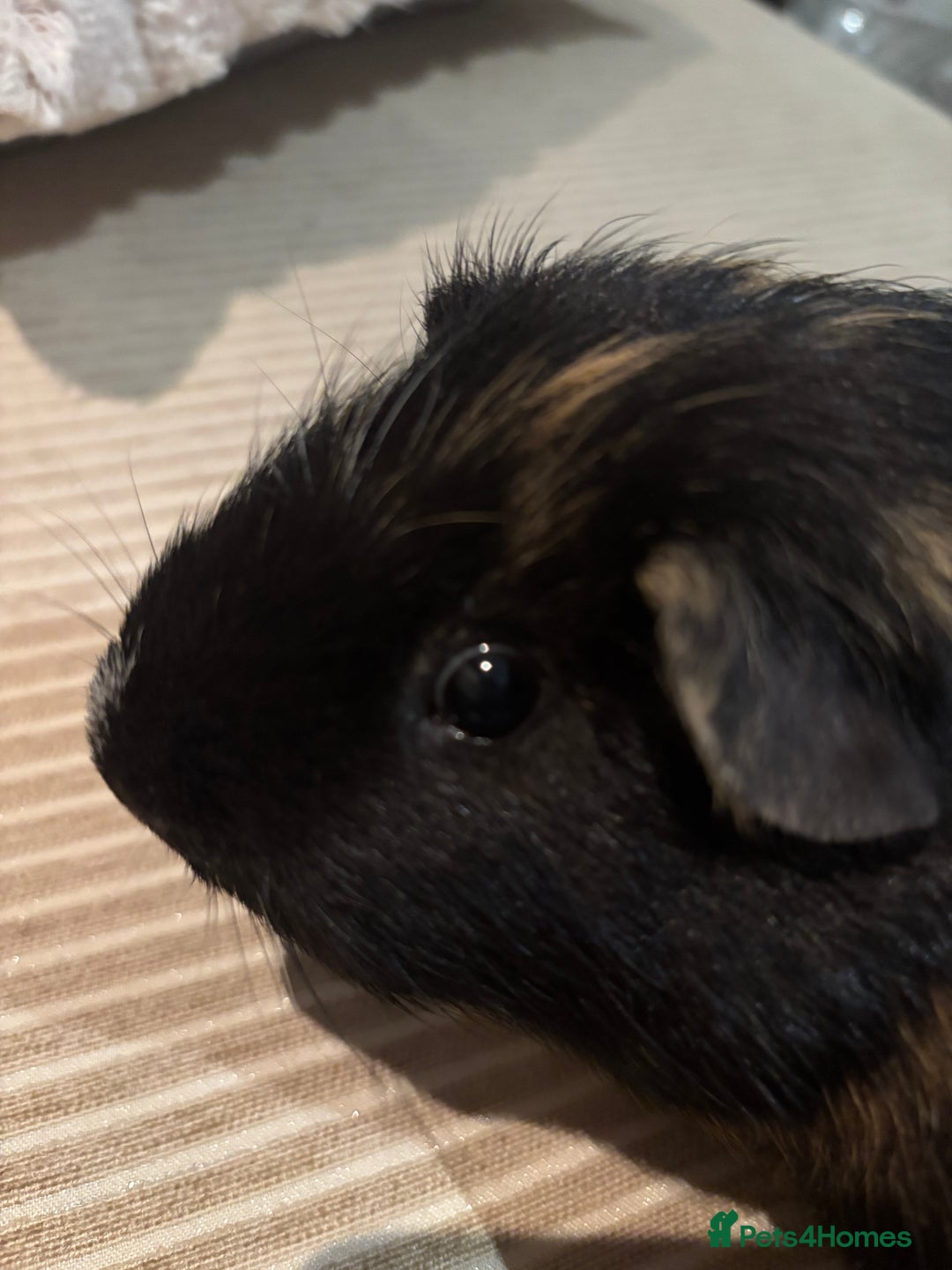 Guinea Pig rodents for sale: 3 boars for sale - Image 15