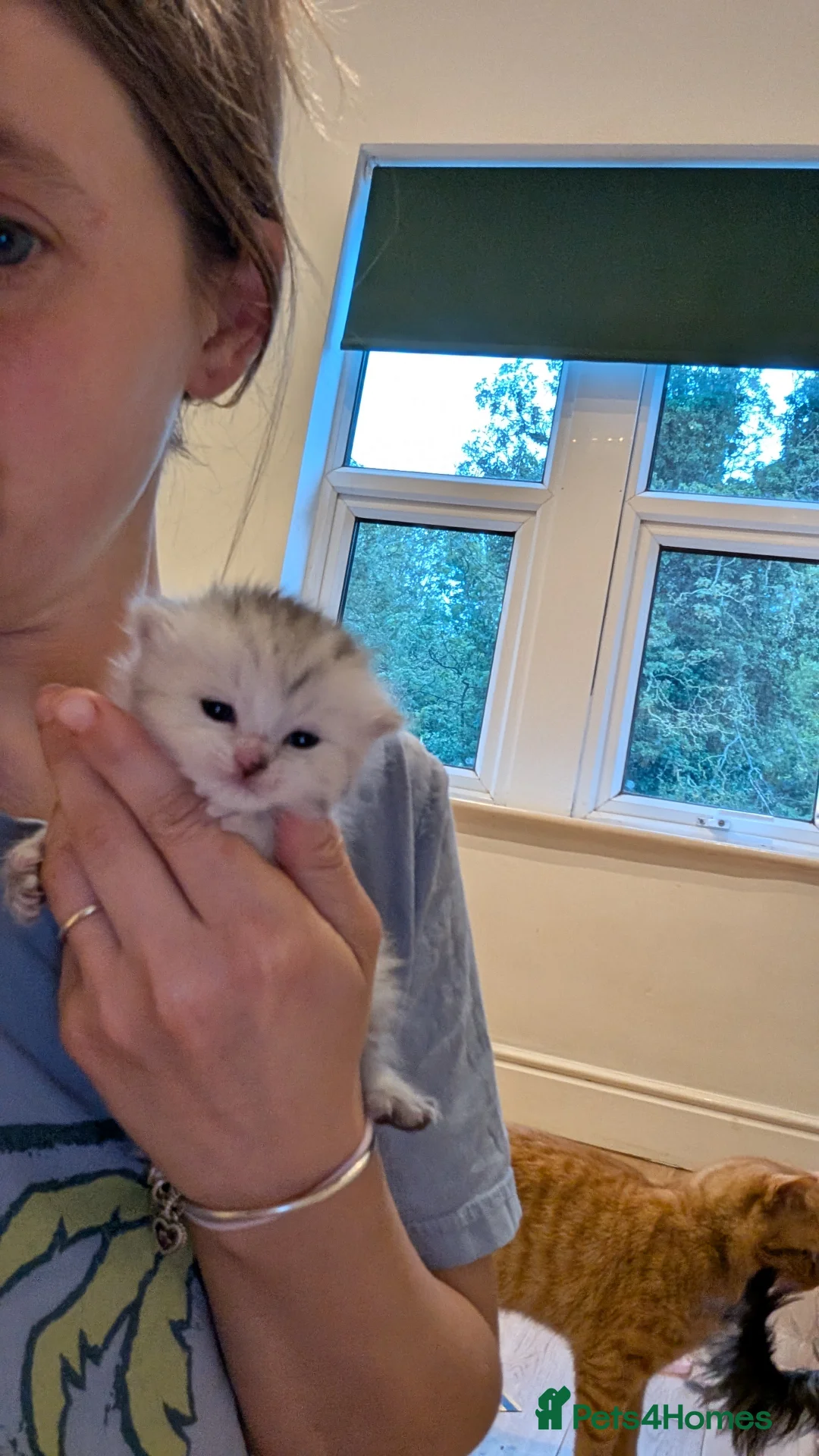 Persian cats for sale: Chinchilla Persian silver tipped kitten's  - Advert 2