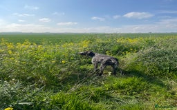 German Wirehaired Pointer dogs for sale: PUPS DUE 25th September  - Image 3