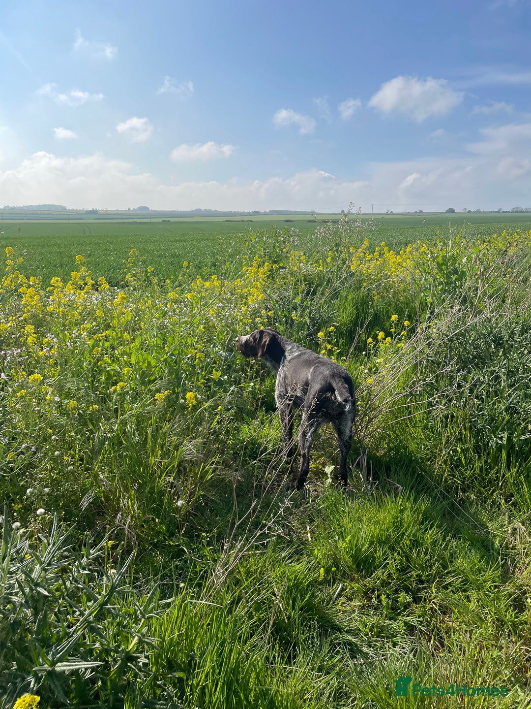 German Wirehaired Pointer dogs for sale: PUPS DUE 25th September  - Image 3