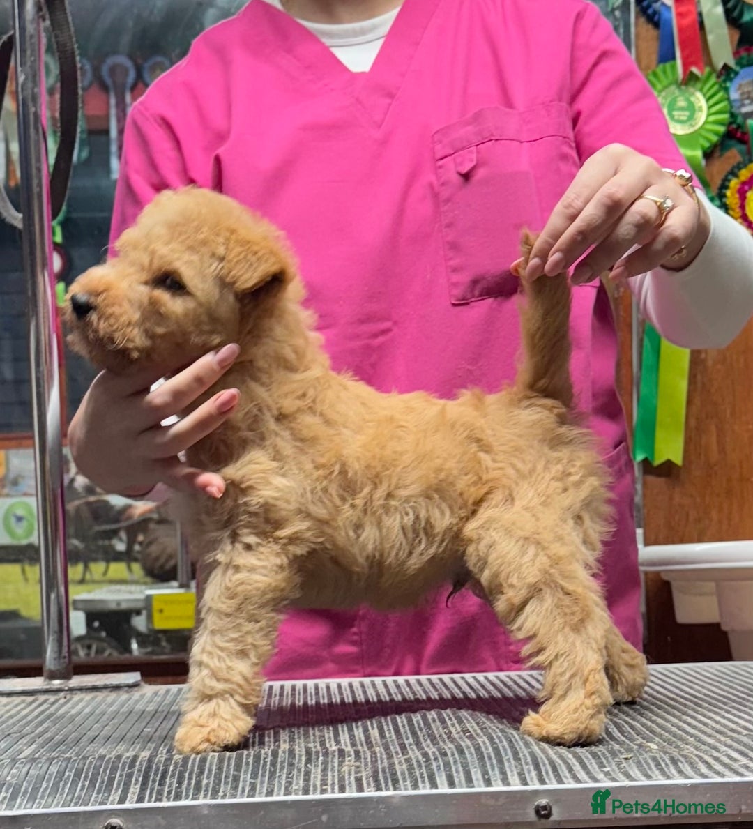 Lakeland Terrier dogs for sale: Stunning Lakeland Terrier Male  Puppies  - Advert 6