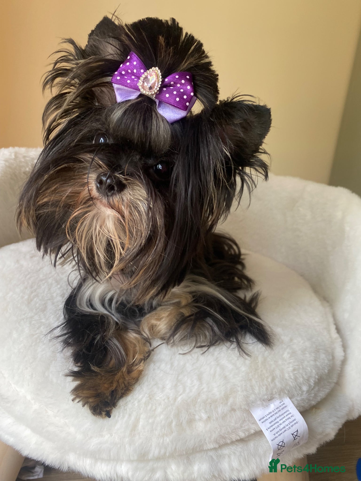 Yorkshire Terrier dogs Yorkshire terrier boy  - Advert 2