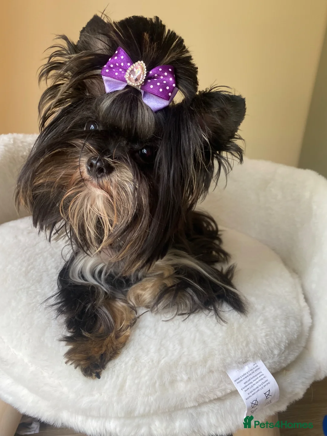 Yorkshire Terrier dogs for sale: Yorkshire terrier boy  - Advert 1