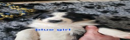 Border Collie dogs for sale: 6 Border collie pups - Advert 11