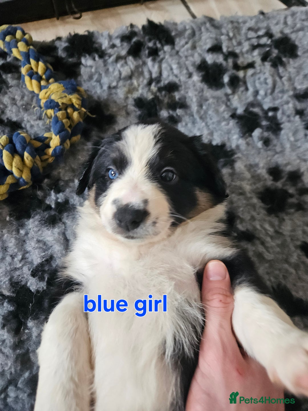 Border Collie dogs for sale: 6 Border collie pups - Advert 11