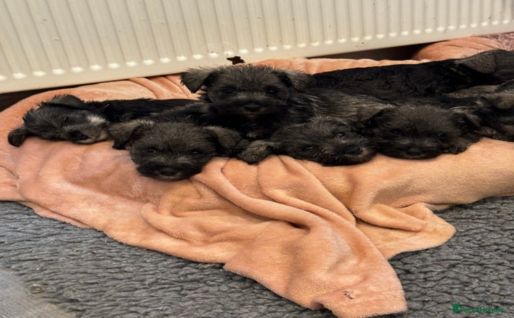 Miniature Schnauzer dogs - Advert 1