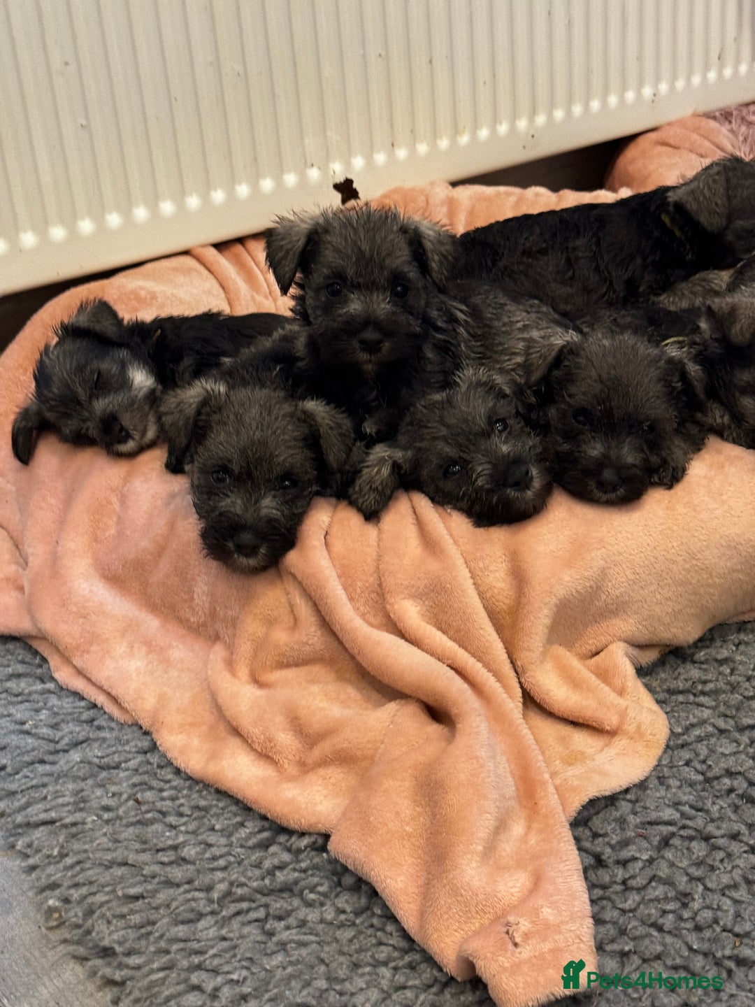 Miniature Schnauzer dogs for sale: Miniature Schnauzer Puppies  - Image 1