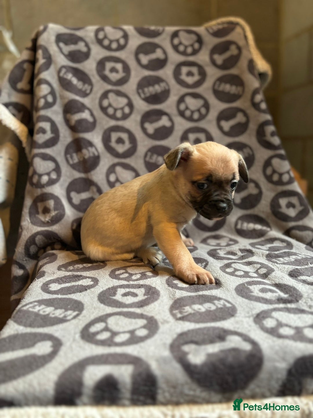 Mixed Breed dogs for sale: Beautiful litter of four puppies cross bread  - Advert 8