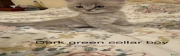 Ragdoll cats for sale: RARE RAGDOLL KITTENS - Advert 4