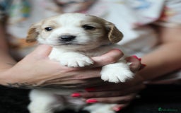 Cocker Spaniel dogs for sale: Cocker spaniels - Image 8