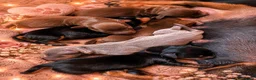 Miniature Dachshund dogs for sale: Beautiful well socialised Miniature Dachshunds in Tamworth - Advert 27