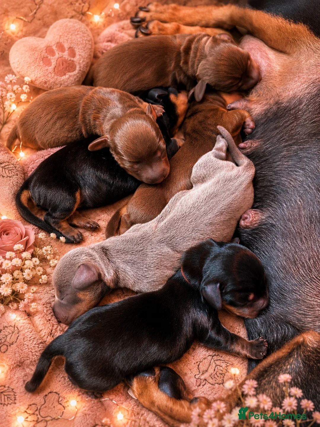 Miniature Dachshund dogs for sale: Beautiful well socialised Miniature Dachshunds in Tamworth - Advert 27