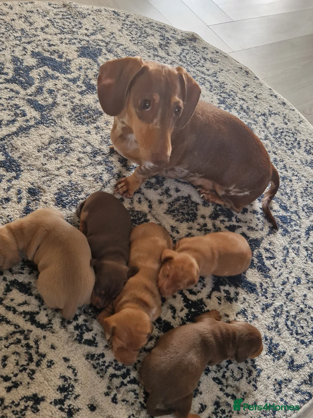 Miniature Dachshund dogs for sale: Beautiful miniature dachshunds  in Alfreton - Advert 4