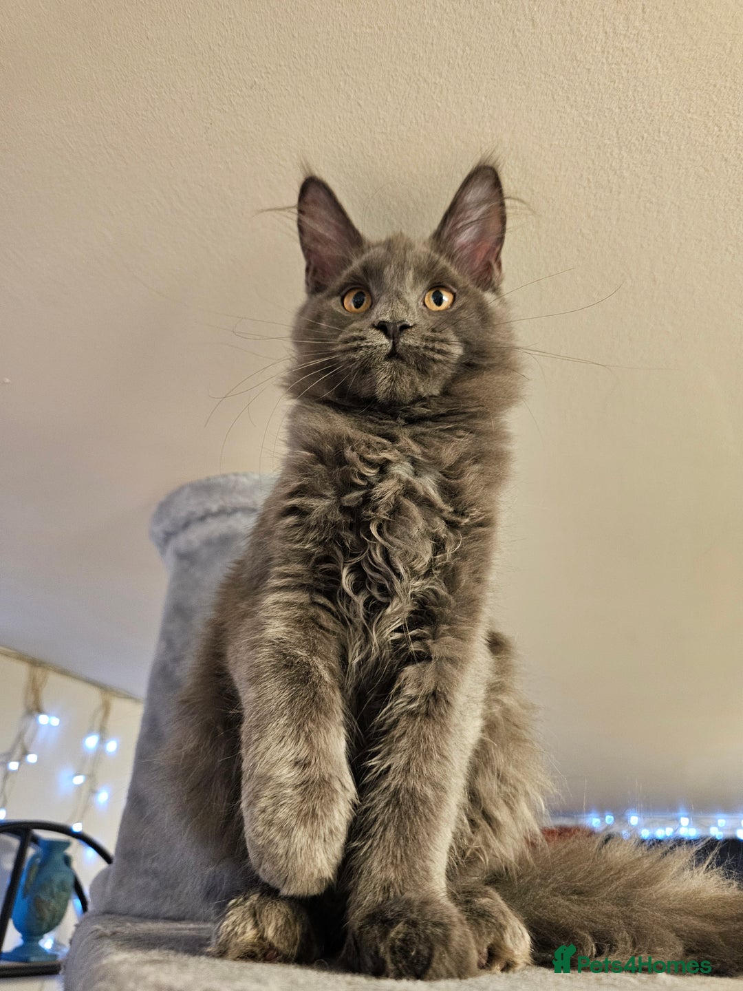 Maine Coon cats for sale: 🔥*STUNNING Litter of 6 Solid*💎*Blue Maine Coon💎 - Advert 12