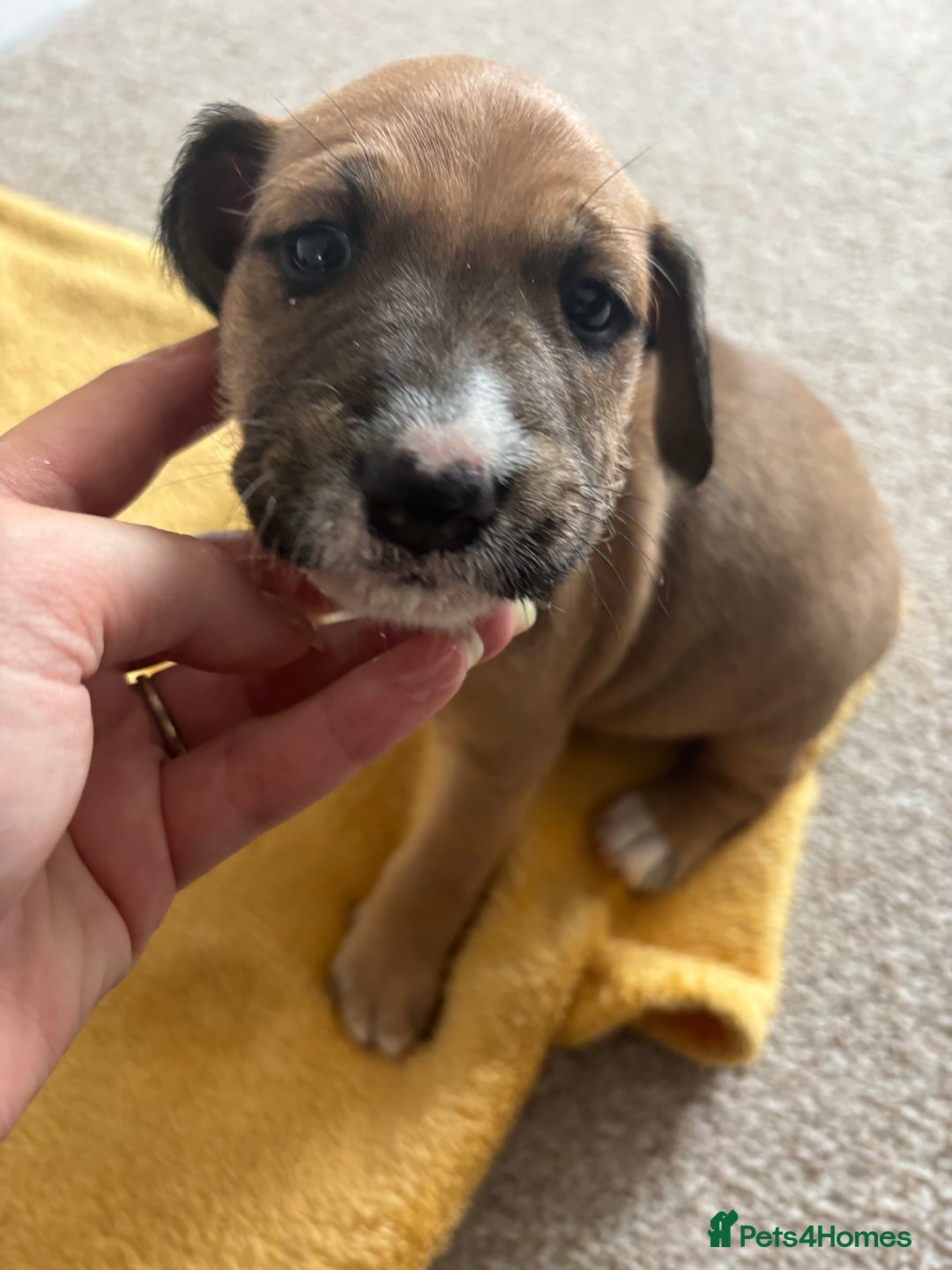 Mixed Breed dogs for sale: English Bull Terrier mixed puppies for sale - Image 18