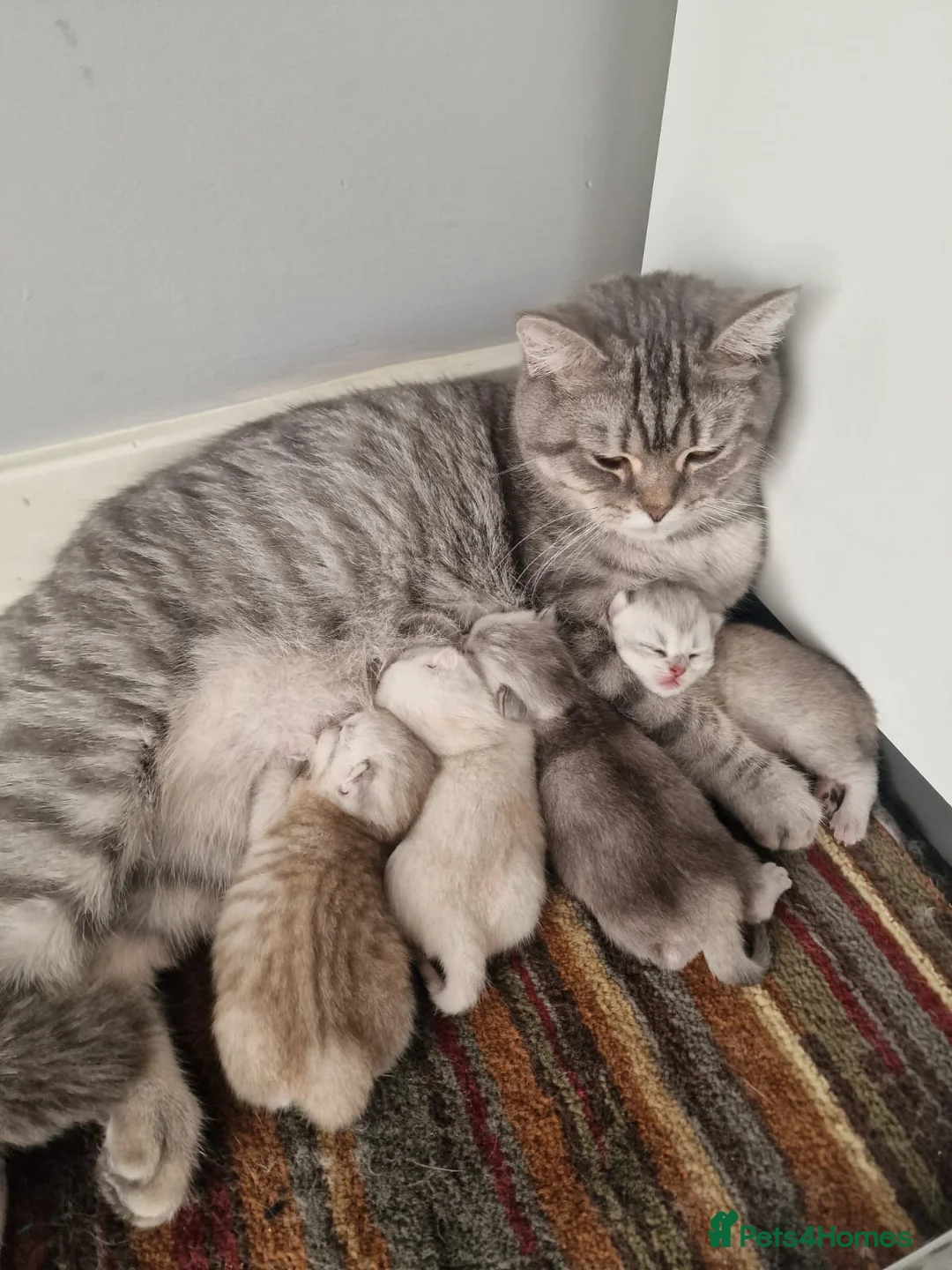 Scottish Fold cats for sale: Adorable Scottish Fold & Straight Kittens - Advert 9