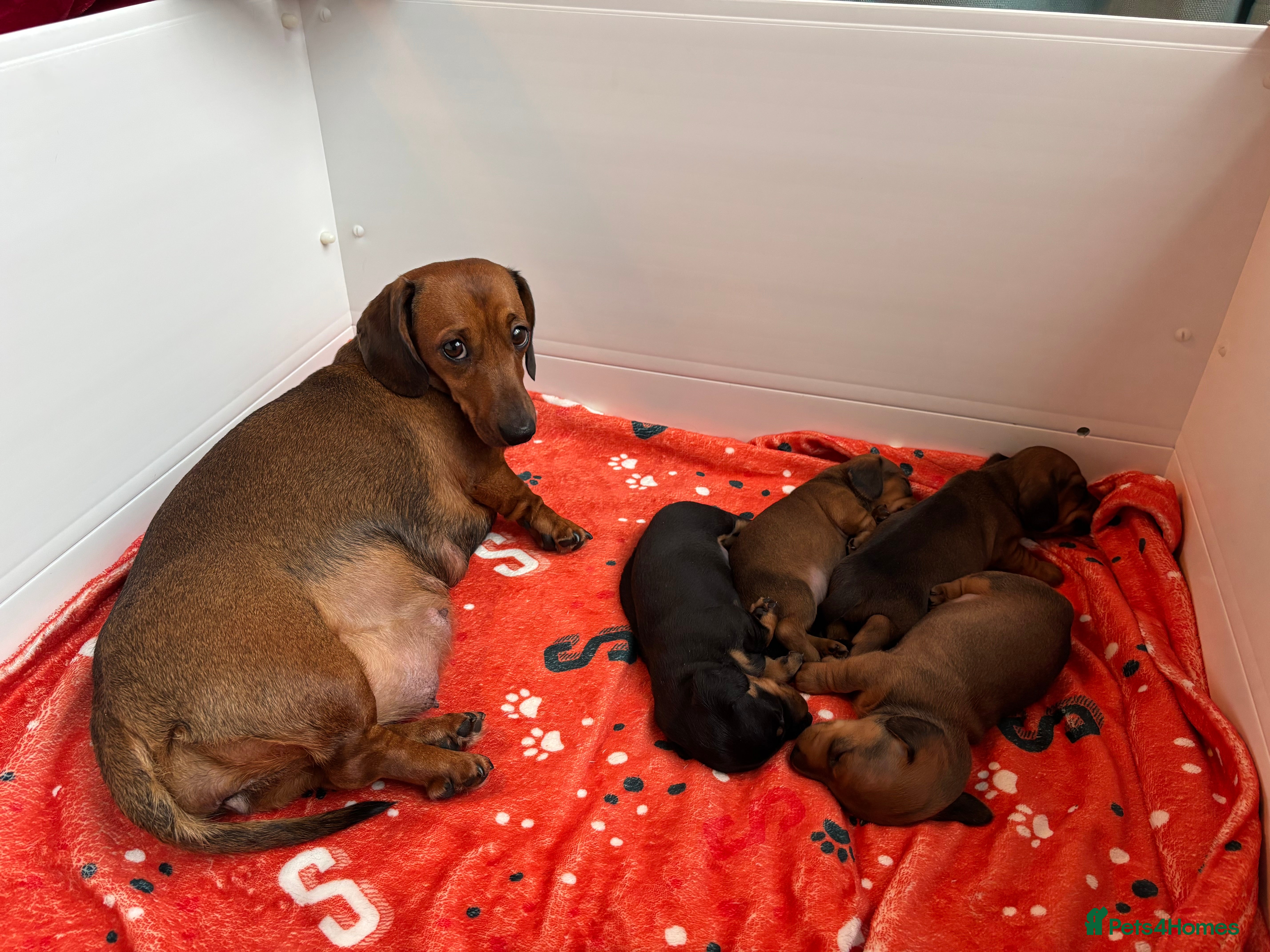 Miniature Dachshund dogs Miniature smooth hair dachshund puppies for sale - Advert 2
