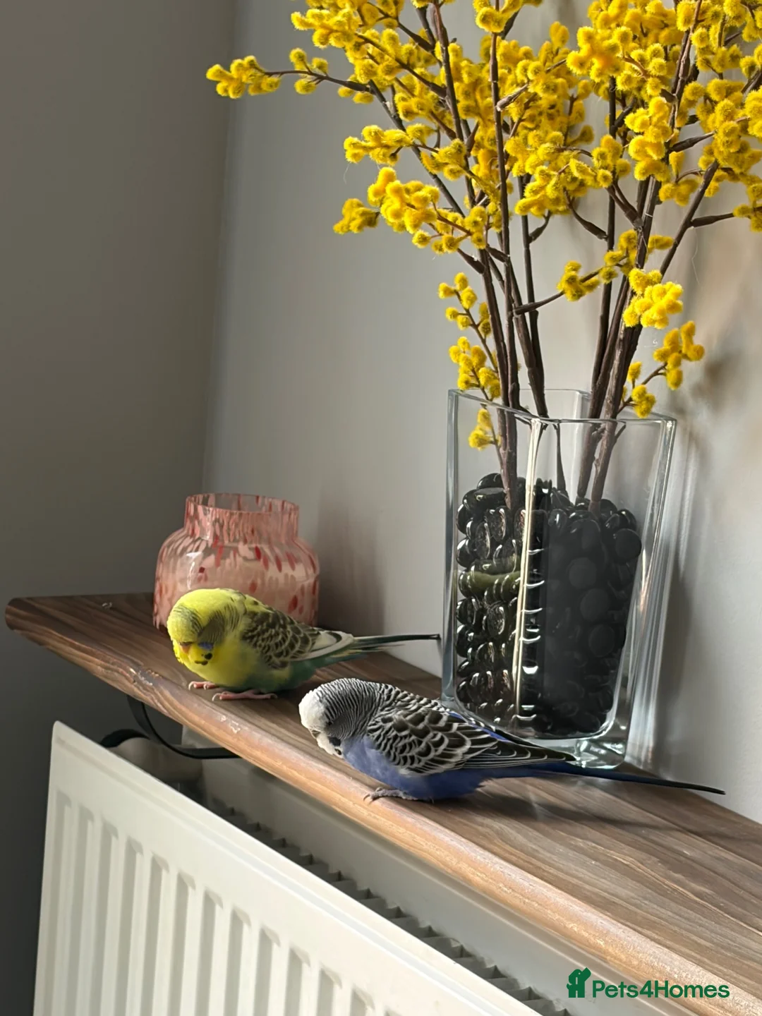 Budgerigars birds for sale: Budgies and cage in York - Advert 5