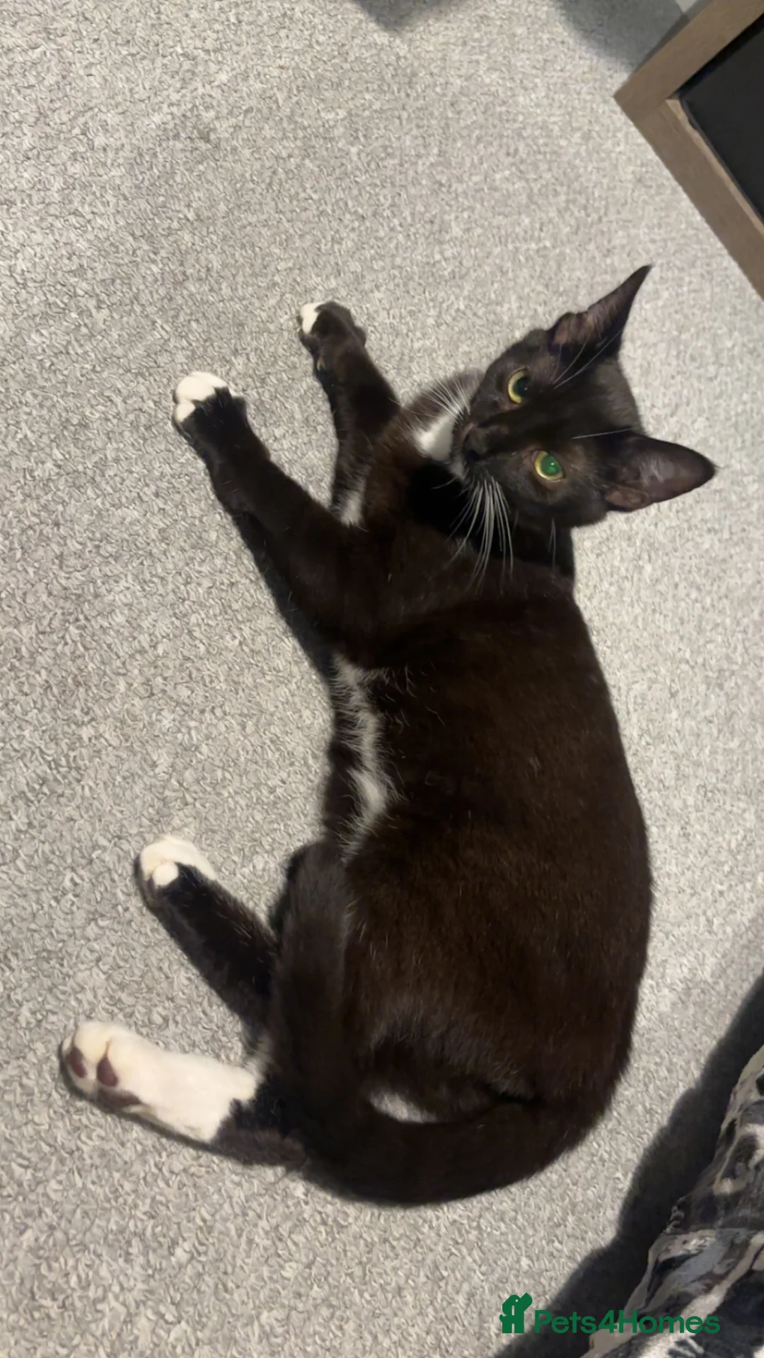 British Shorthair cats for sale: Domino - FREE (around 11 months old) in Stoke-on-Trent - Advert 2
