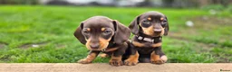 Miniature Dachshund dogs for sale: 2 Gorgeous Miniature dachshund females  - Advert 4
