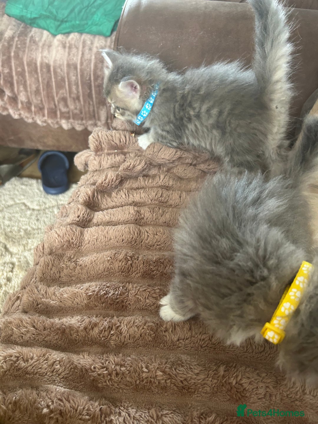 Siberian cats for sale: Siberian GCCF. kittens no hidden cost ready 6 oct  - Image 10